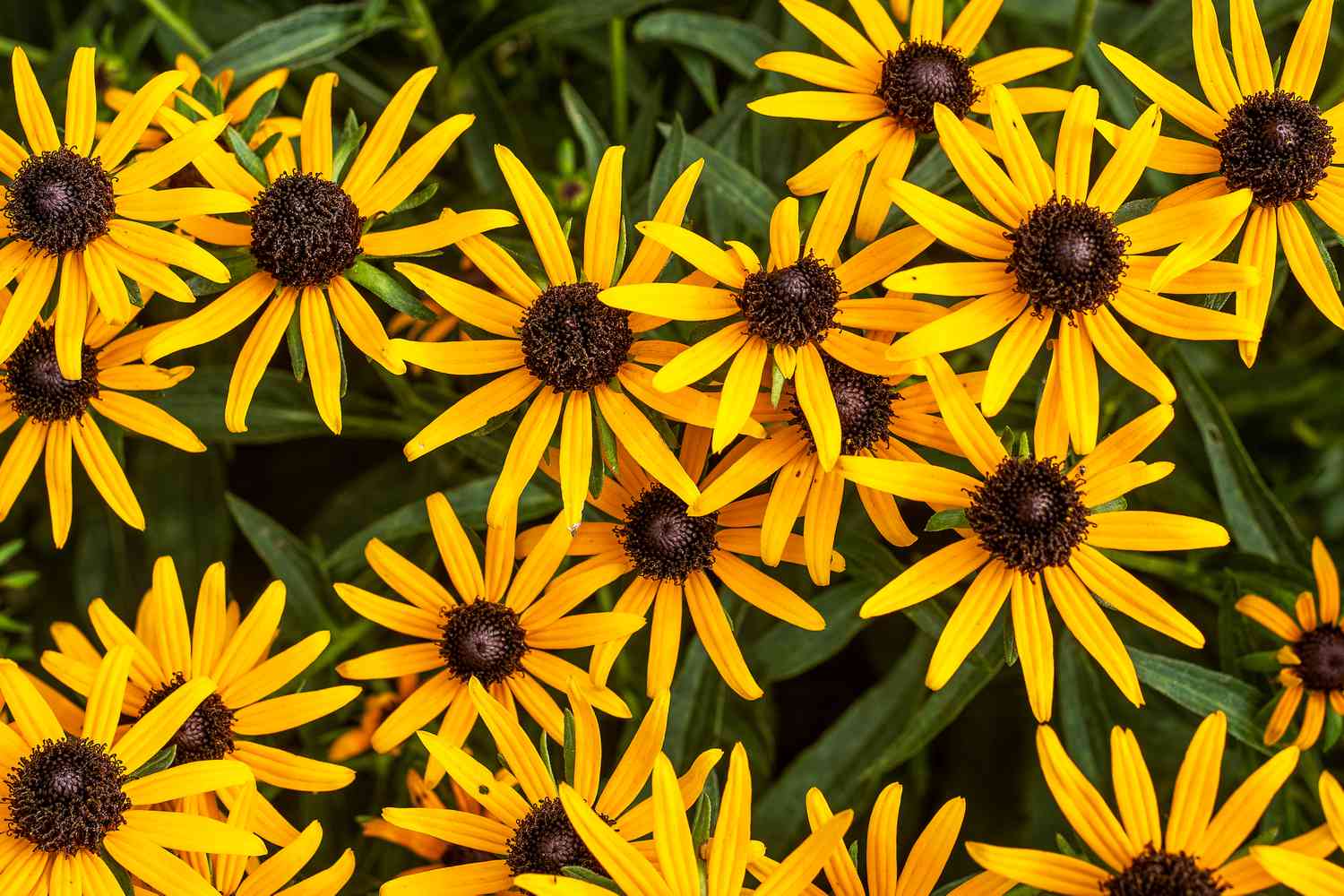 black eyed susans