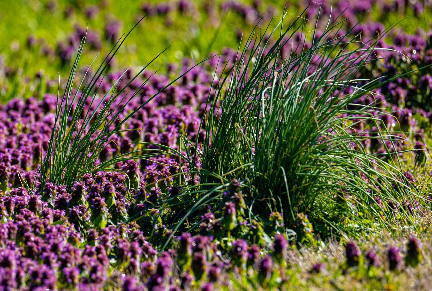 A closeup view of grass among purple wildflowers in a field