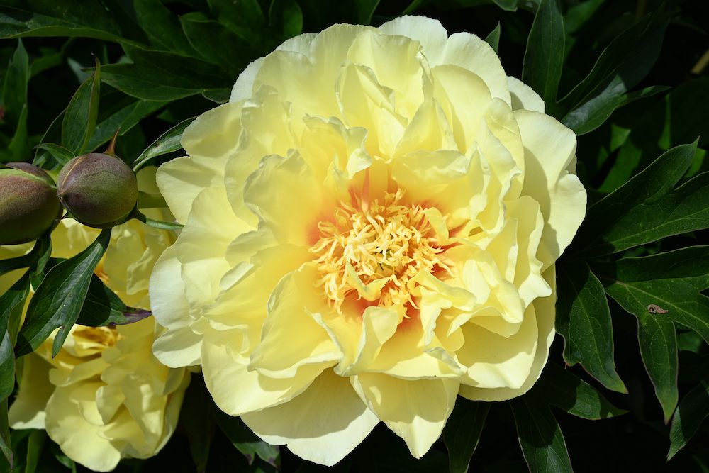 Yellow peonies