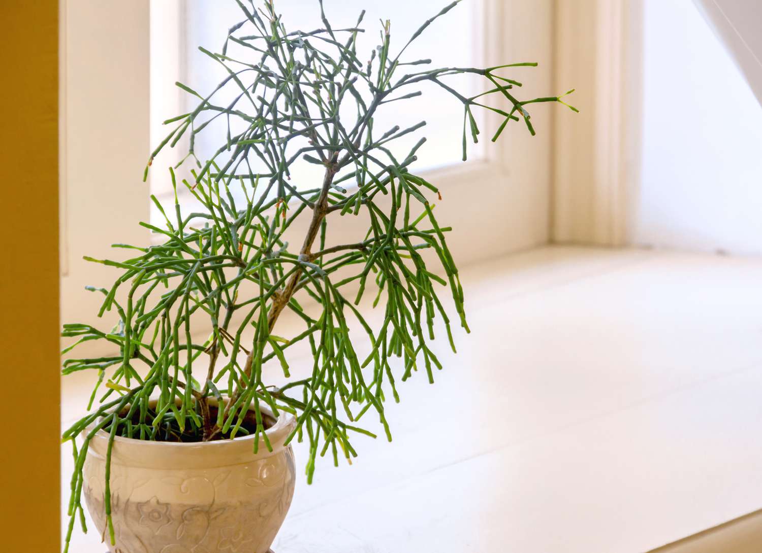 Rhipsalis plant in a ceramic pot on the floor in a home