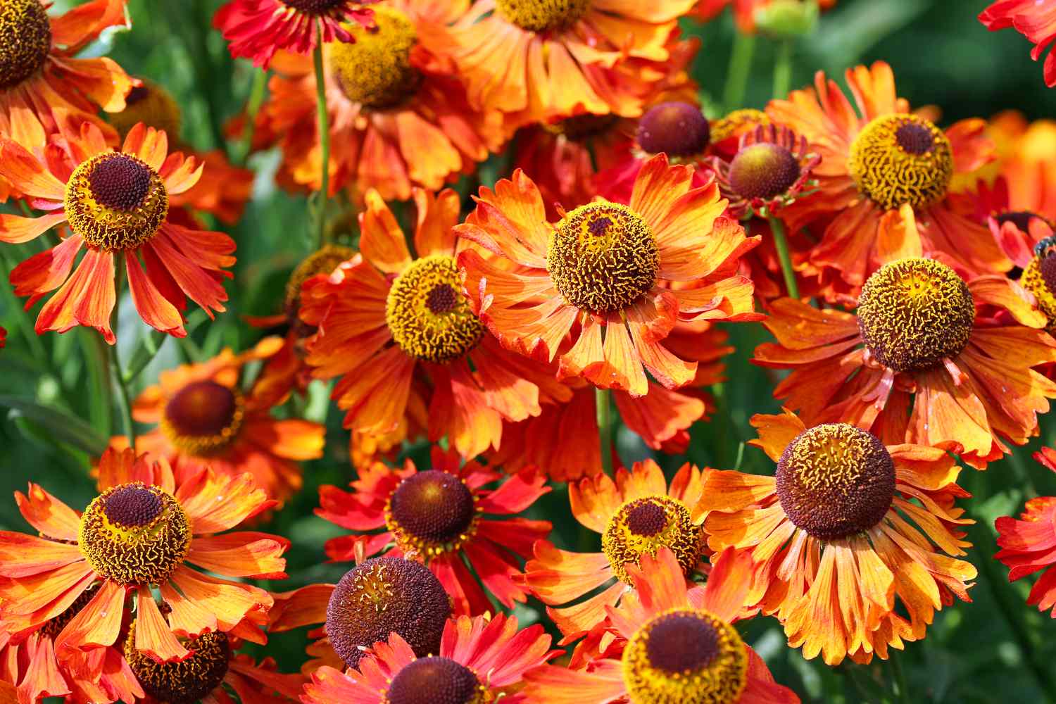Sneezeweed or Helenium