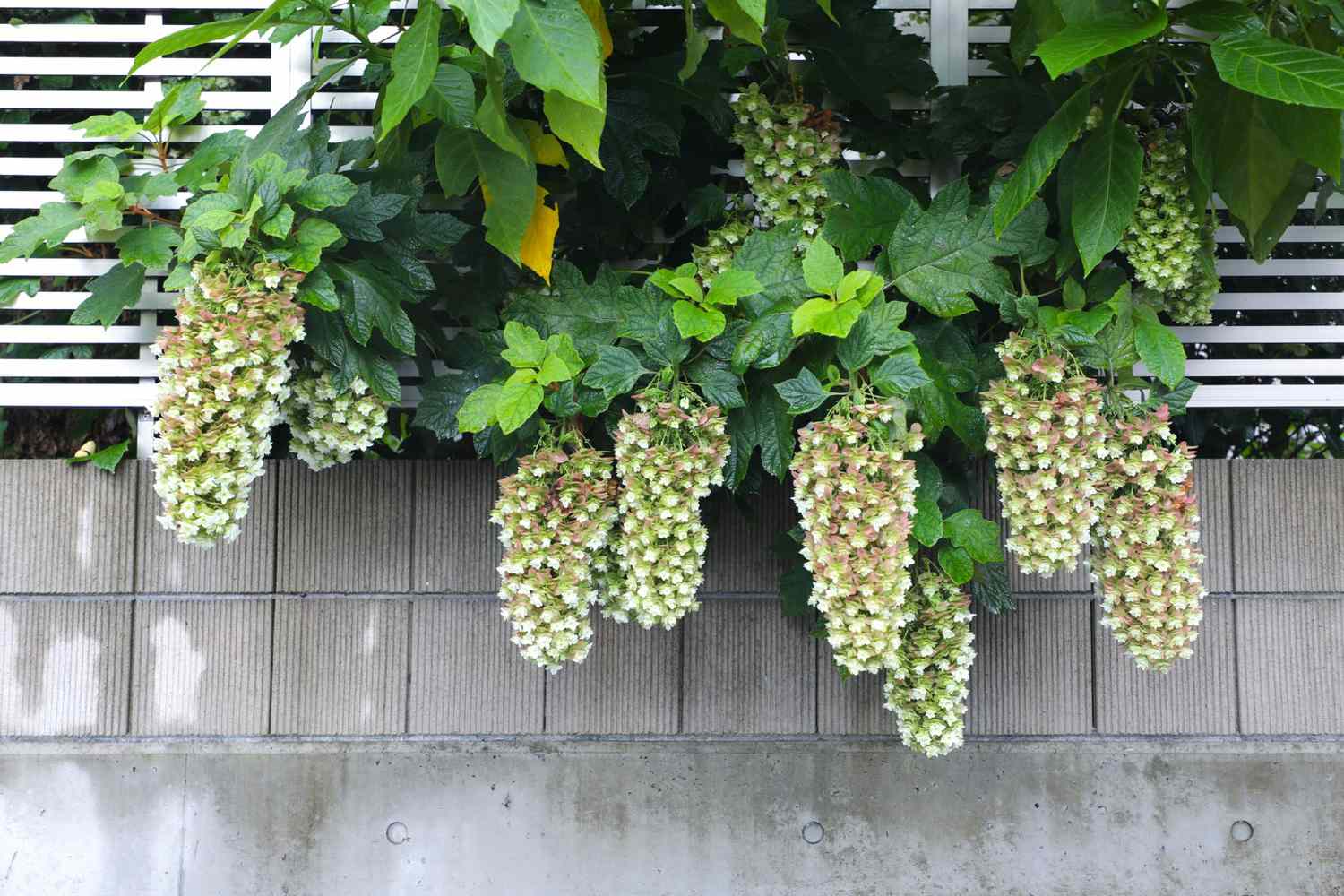 Hydrangea quercifolia