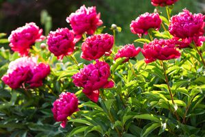 deep pink peonies in garden