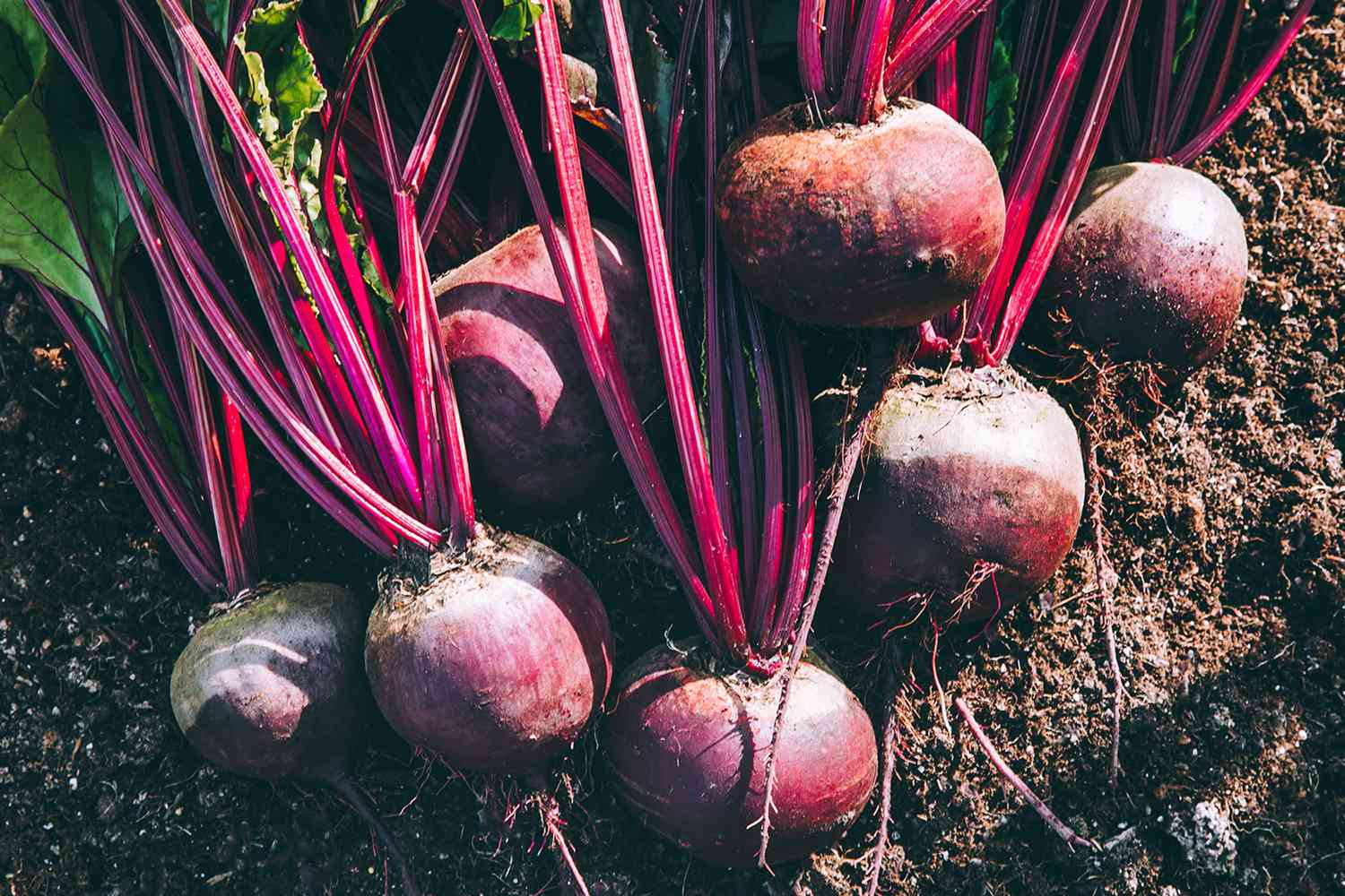 Freshly harvested beet root