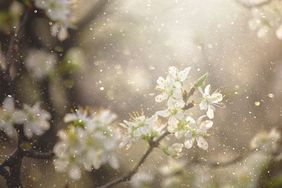 Closeup of blooming flowers on tree branches with diffuse sunlight in the background