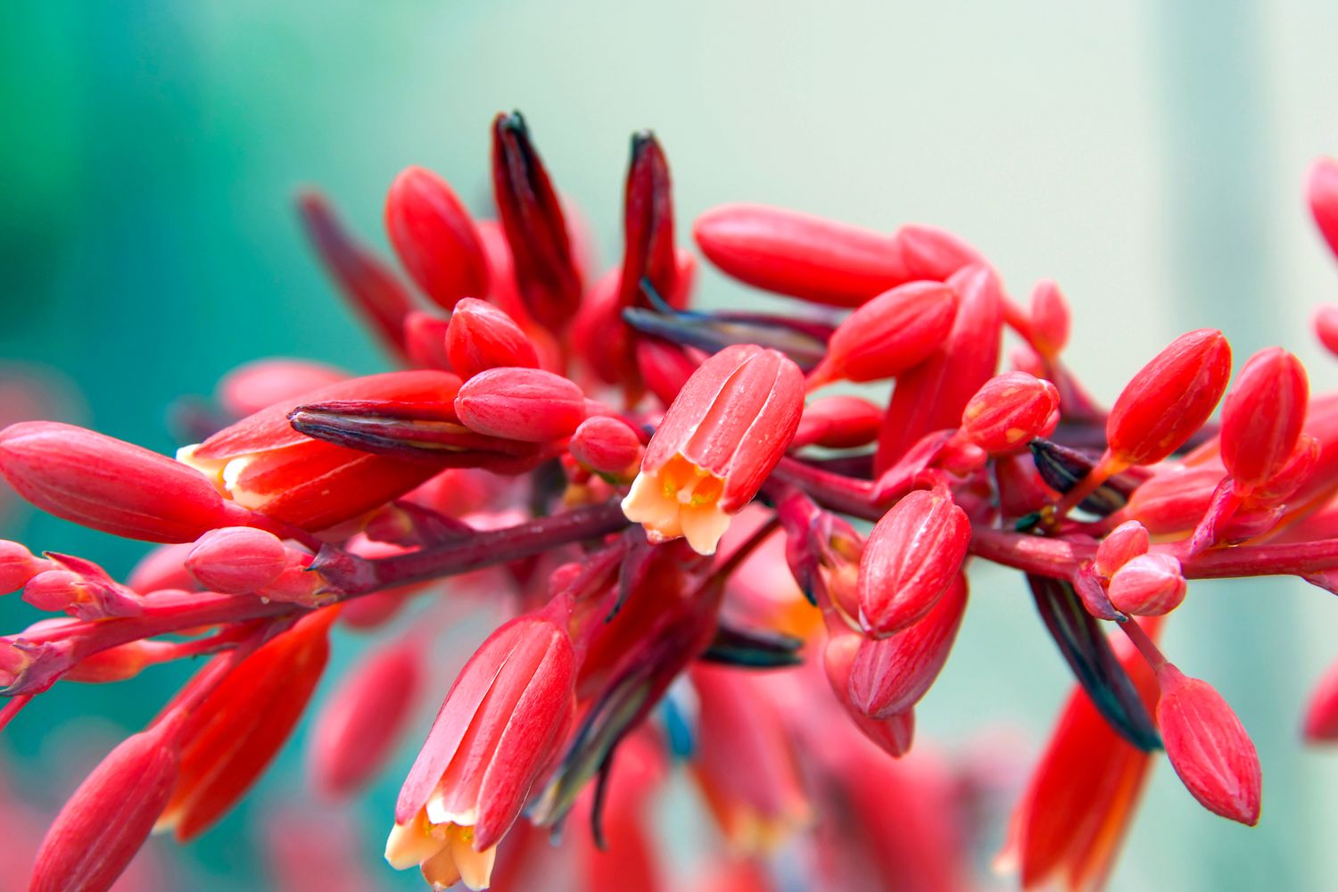 close-up of red yucca plant