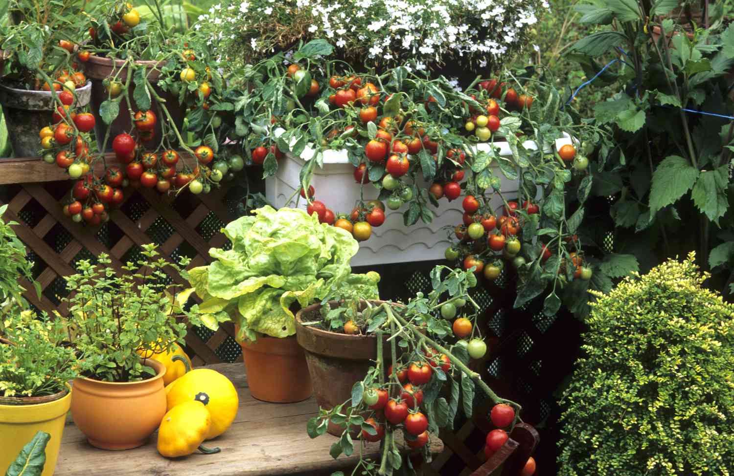 Container garden with vegetables