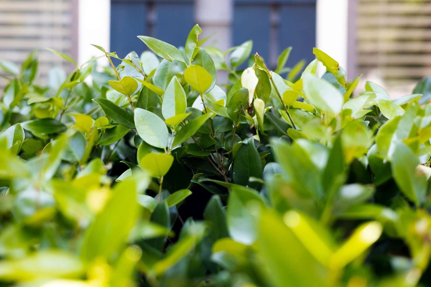 Close-up of leaves on a bush in front of a building window, emphasizing the foliage and architectural context