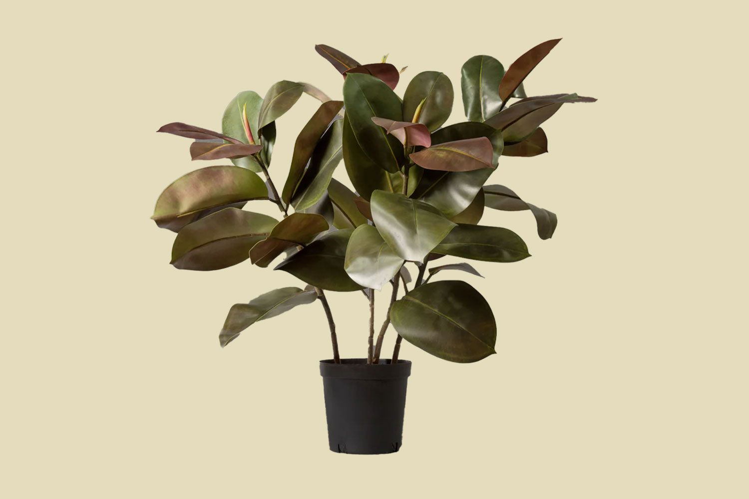 Faux Rubber Tree