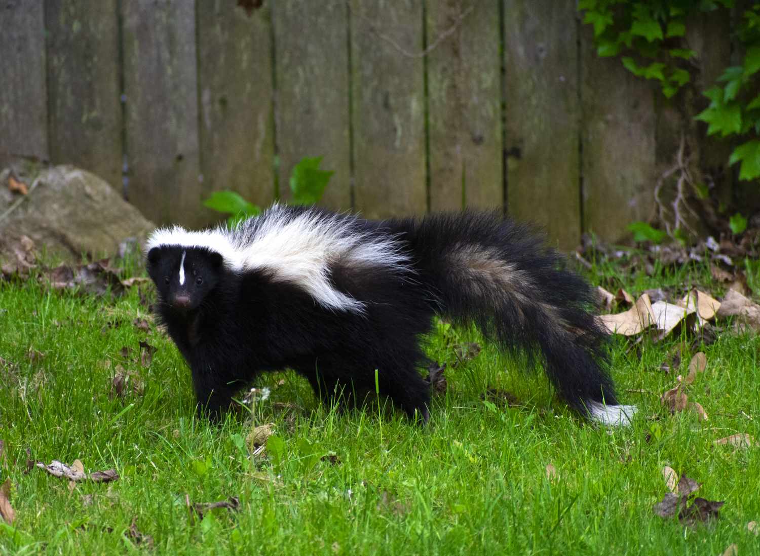 A skunk standing on grass near a wooden fence