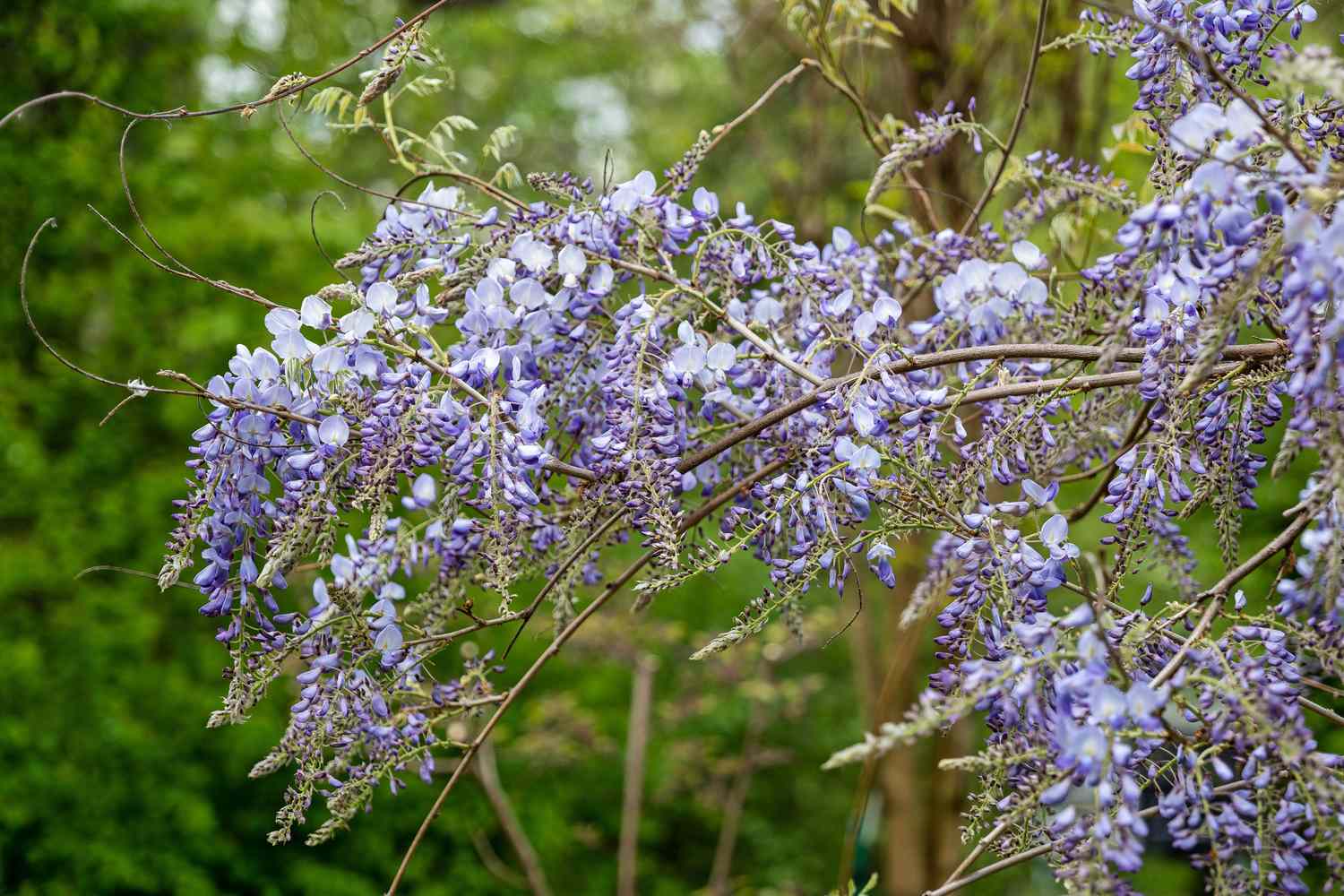 Chinese Wisteria Sinensis Blooming Flowers
