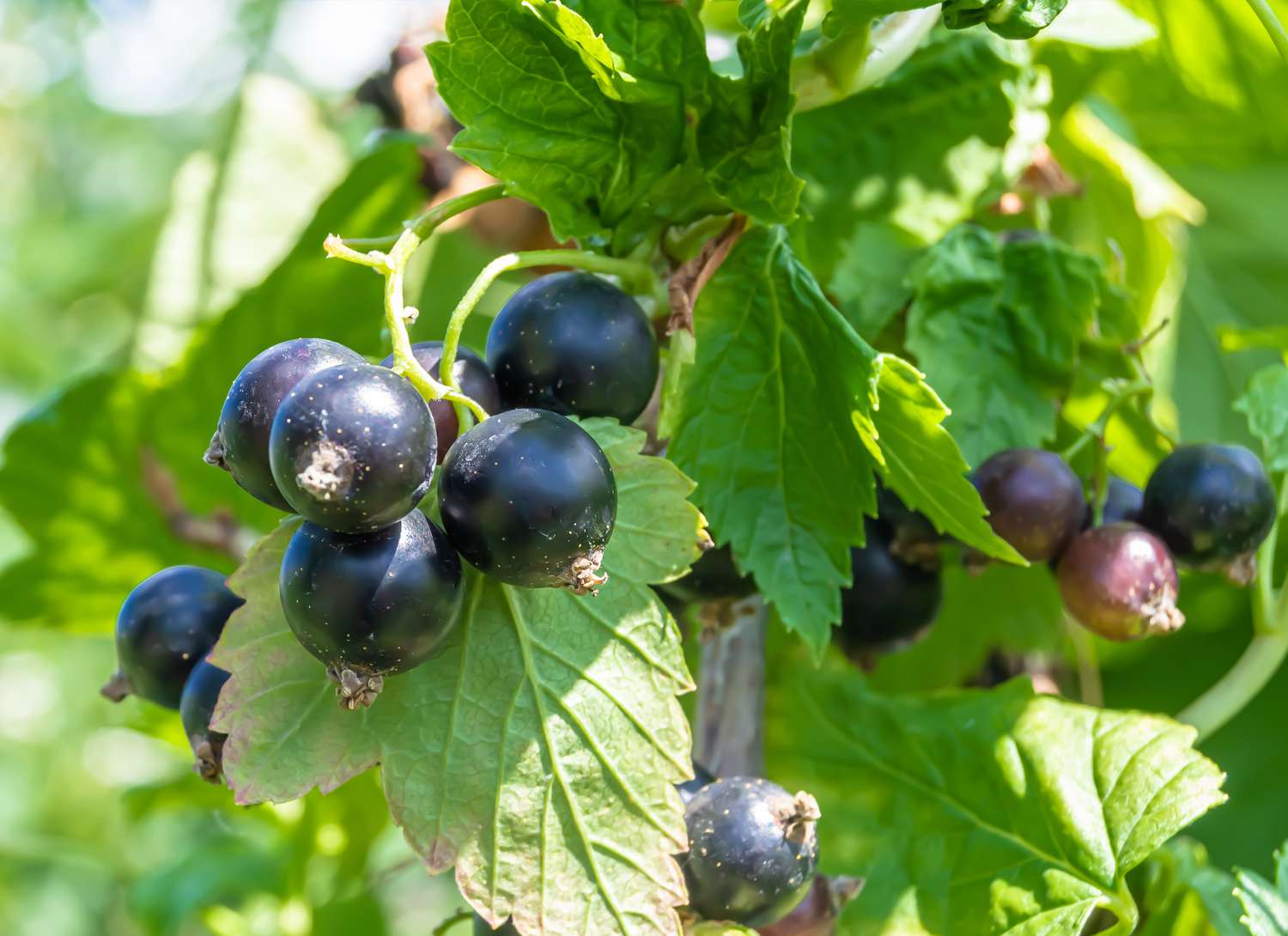 black currants on a vine