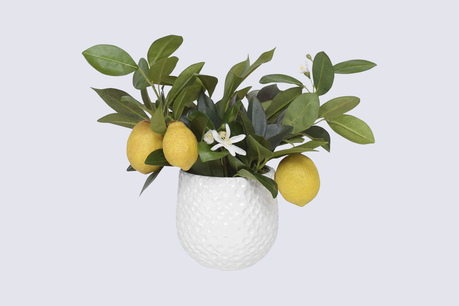 Faux Lemon Plant in White Dimpled Ceramic Pot