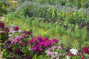 A lush garden with a variety of flowering plants and leafy vegetables growing in rows