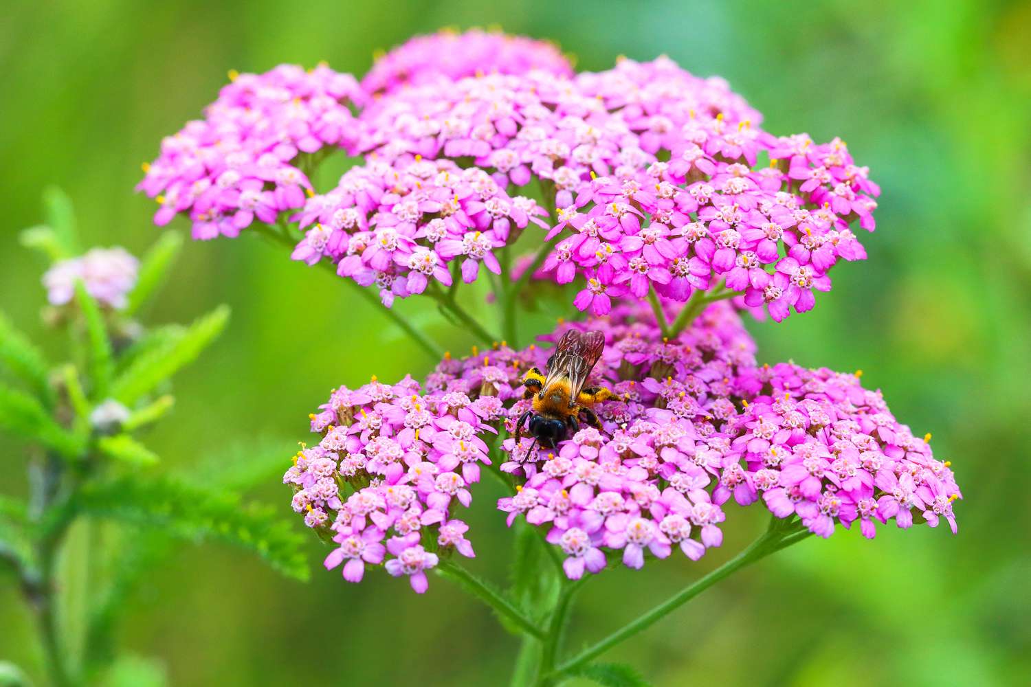 purple yarrow flower
