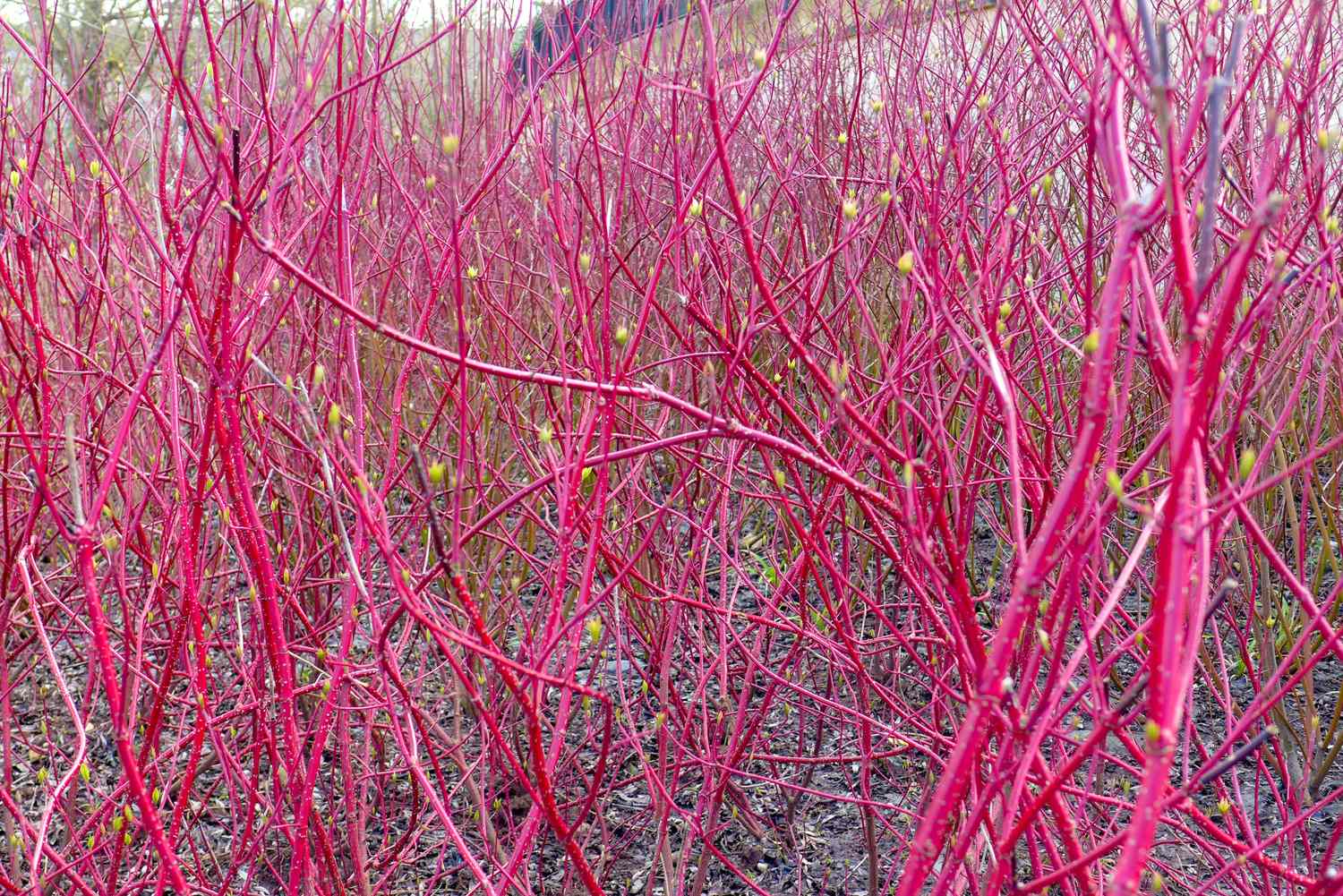 Closeup view of red plant stems growing outdoors