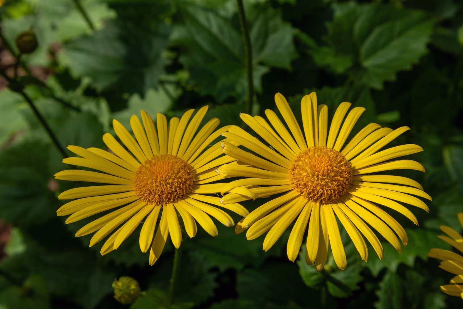 Doronicum orientale, Leopard's bane, yellow spring flower close-up