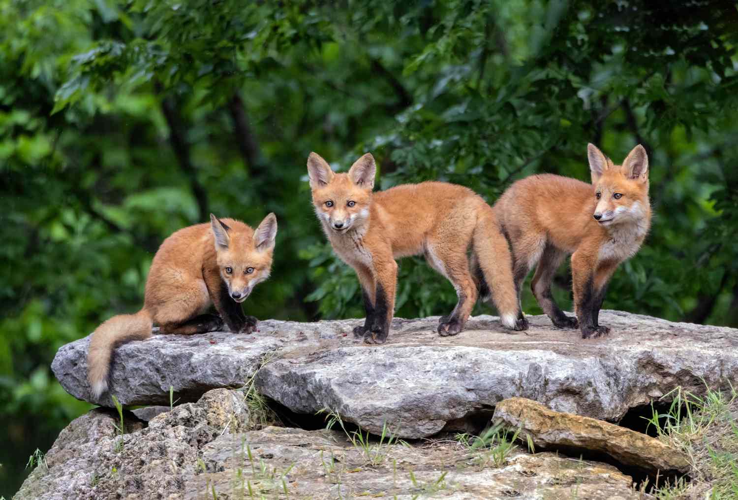 Three Red Fox pups pose nicely.
