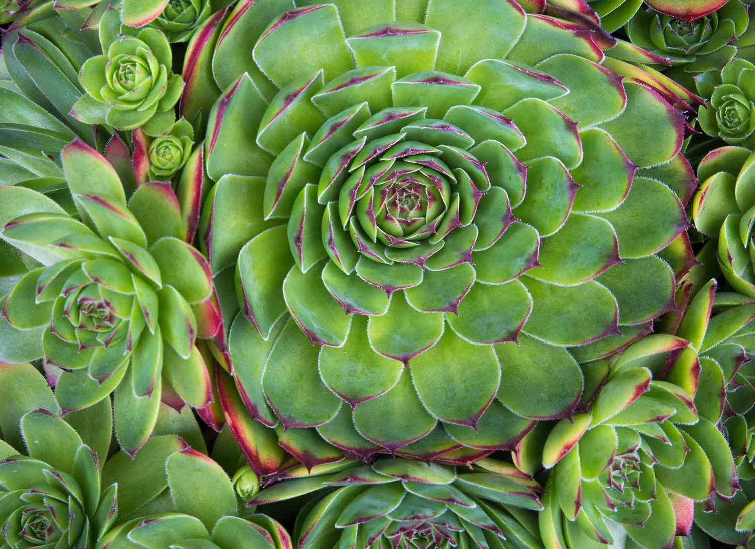 close up of hens and chicks succulents 