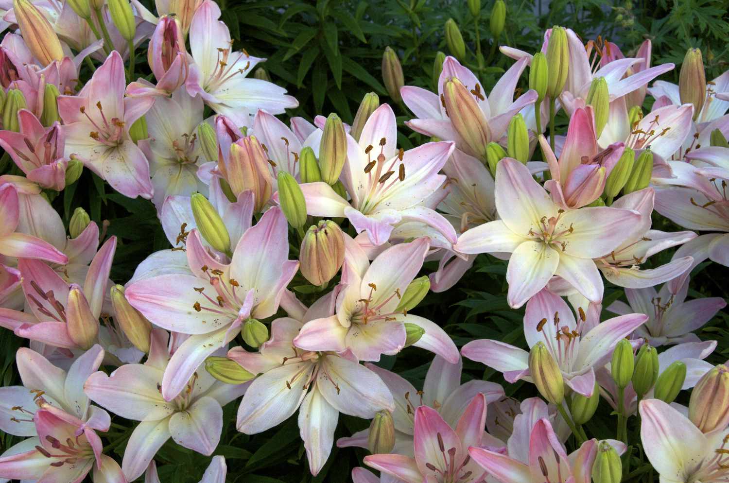 Pink Asiatic Lilies