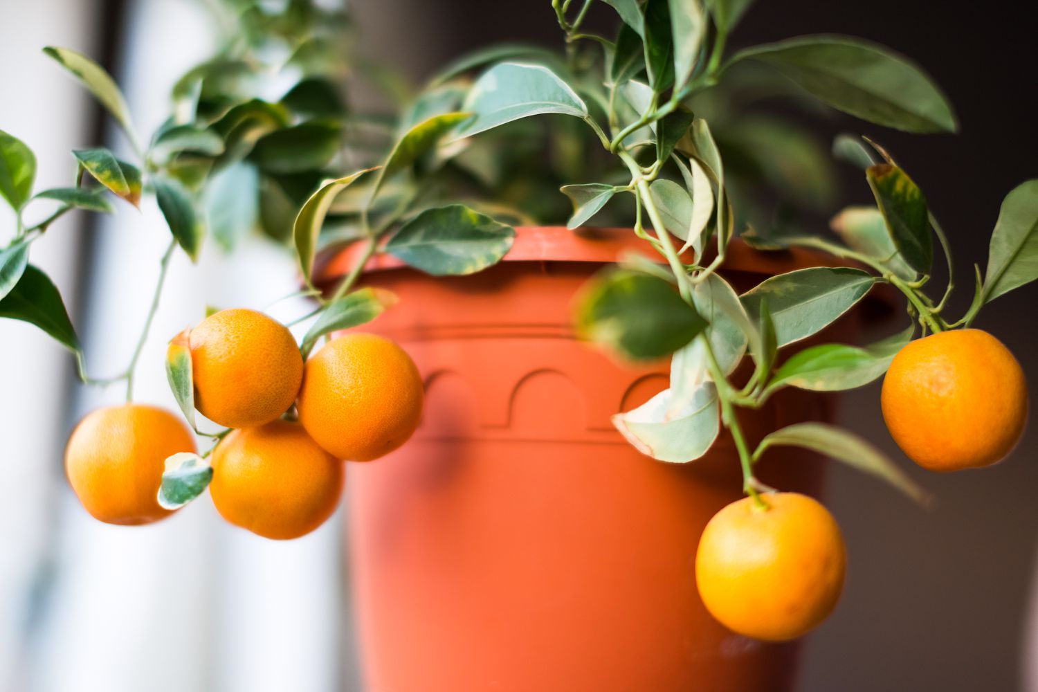 Calamondin orange plant indoors