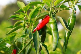 Peppers growing on a plant