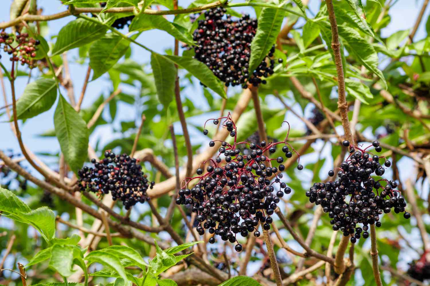 Clusters of elderberries hanging from a tree branch