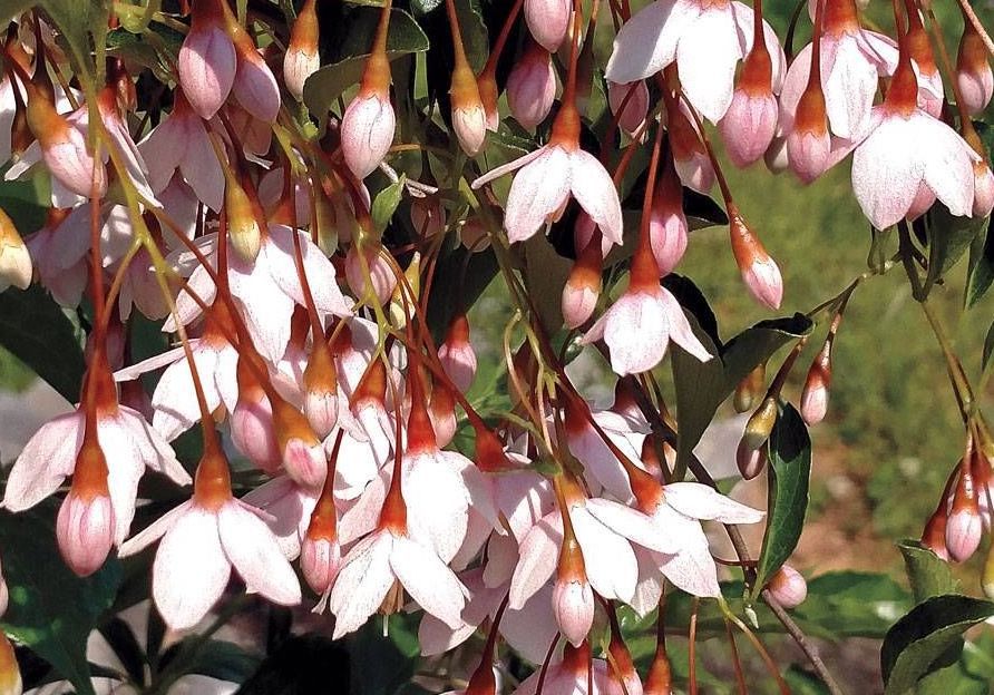 Weeping Japanese snowbell tree