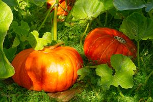 Two pumpkins resting amidst leafy vines on grass