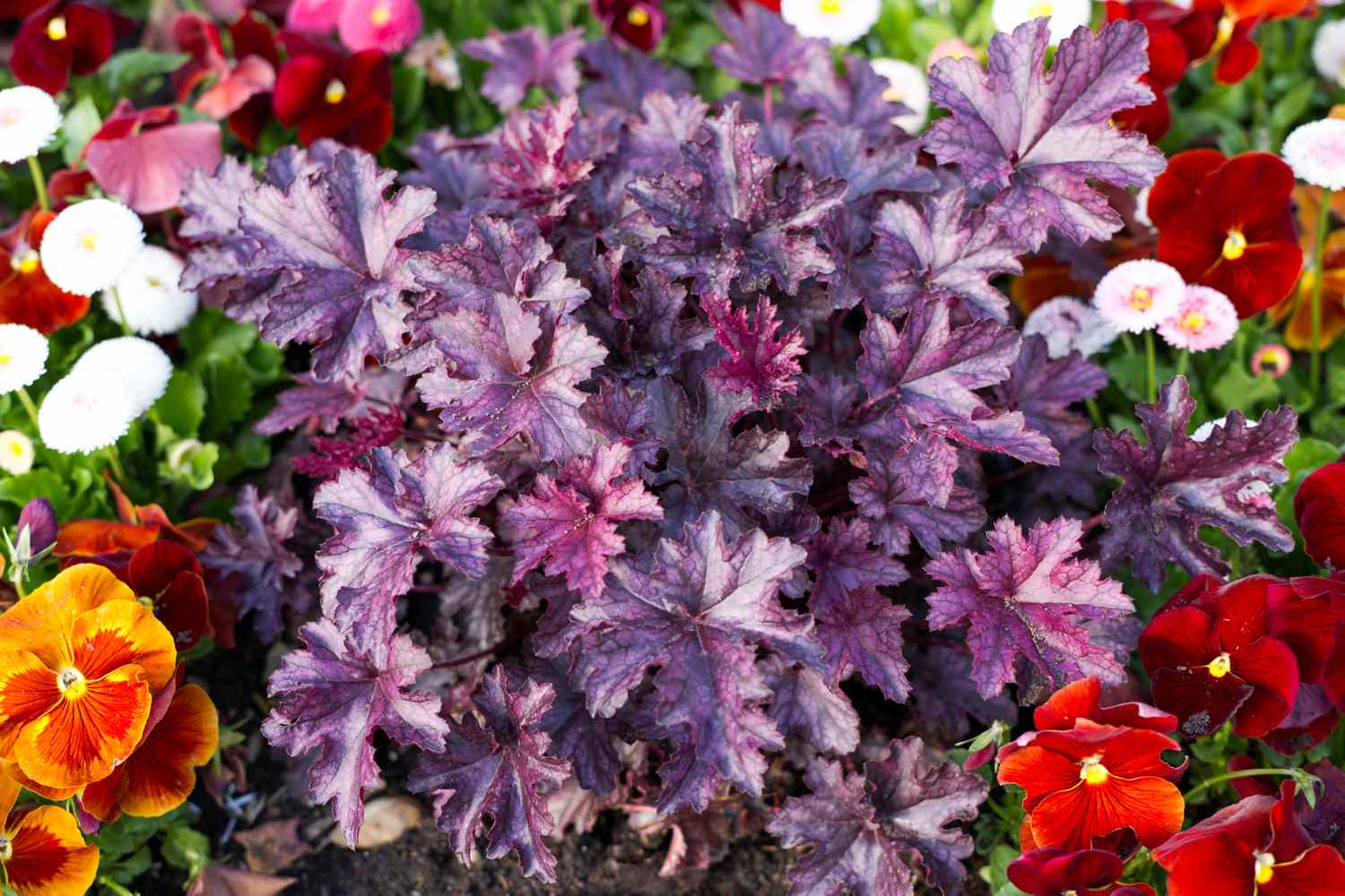 Purple Coral Bells