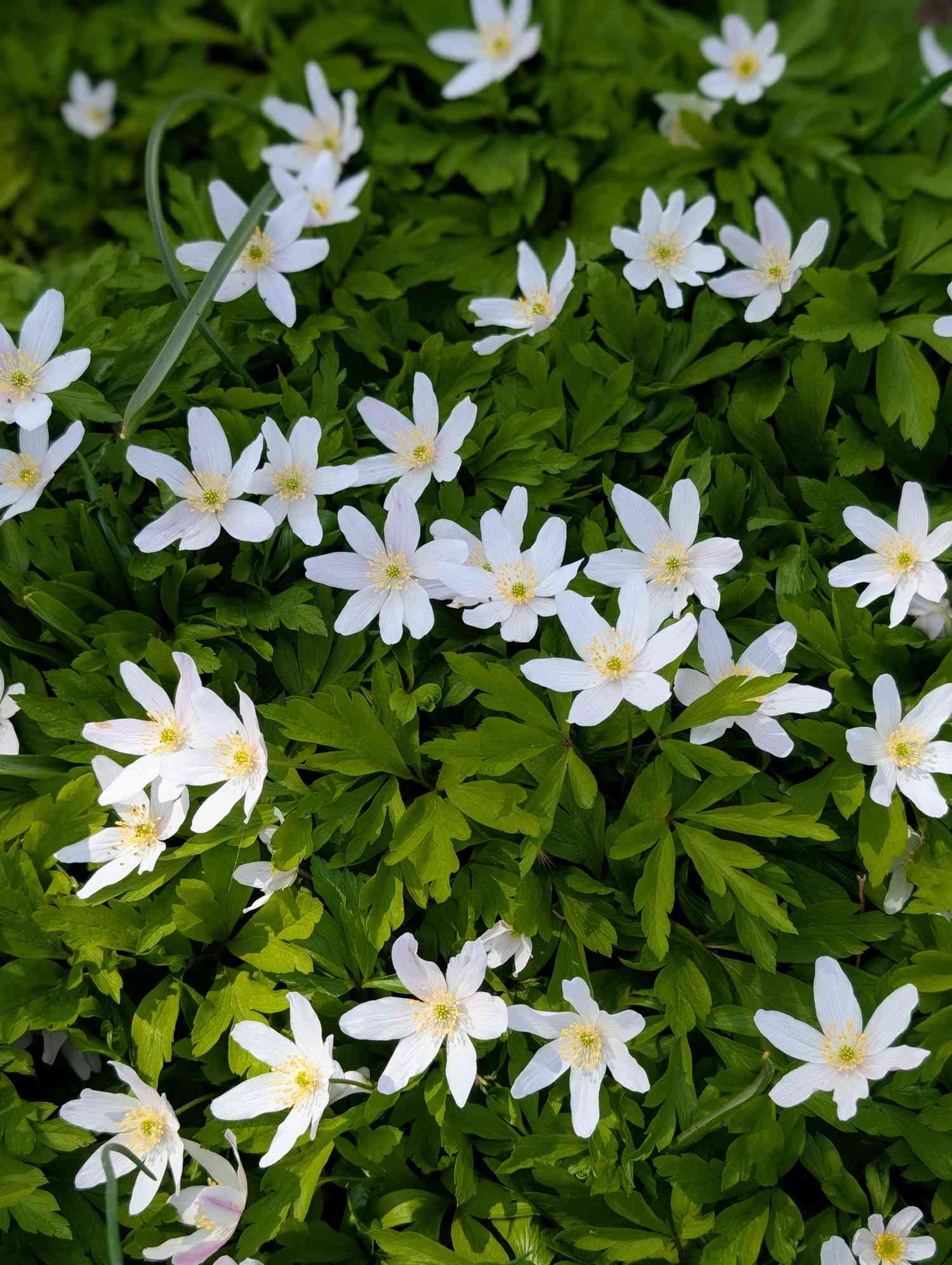 Wood anemone