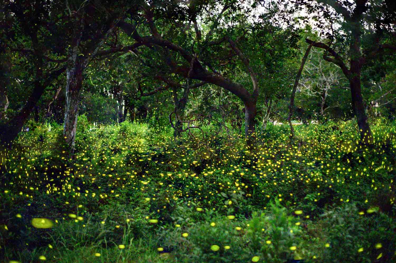 Fireflies flying outdoors