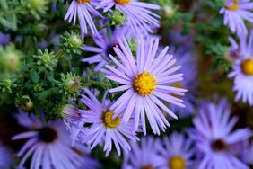 A cluster of purple daisylike flowers with yellow centers