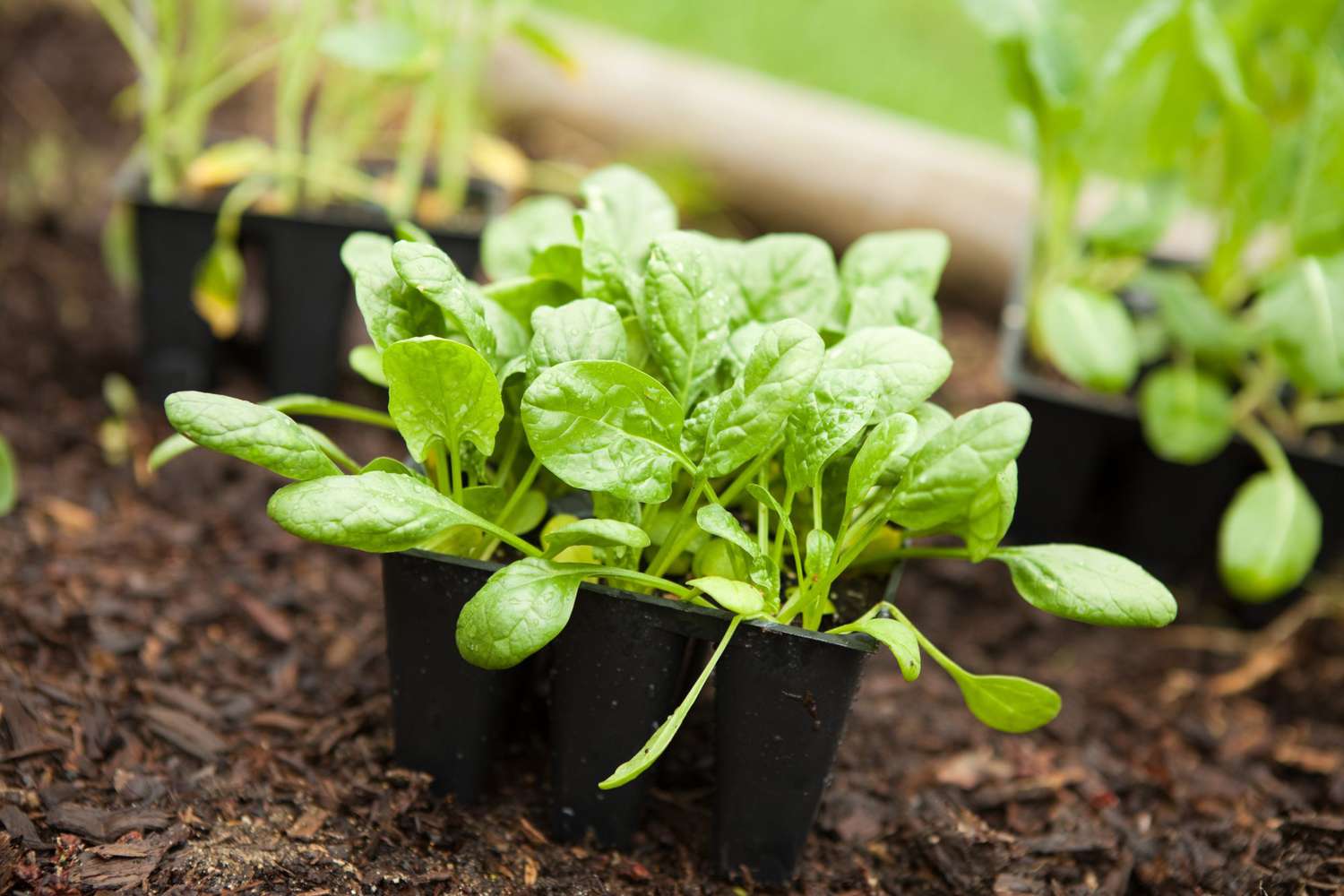 planting spinach in garden