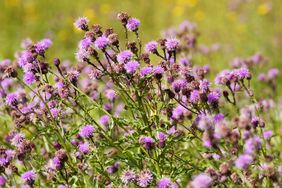 Canadian purple thistle