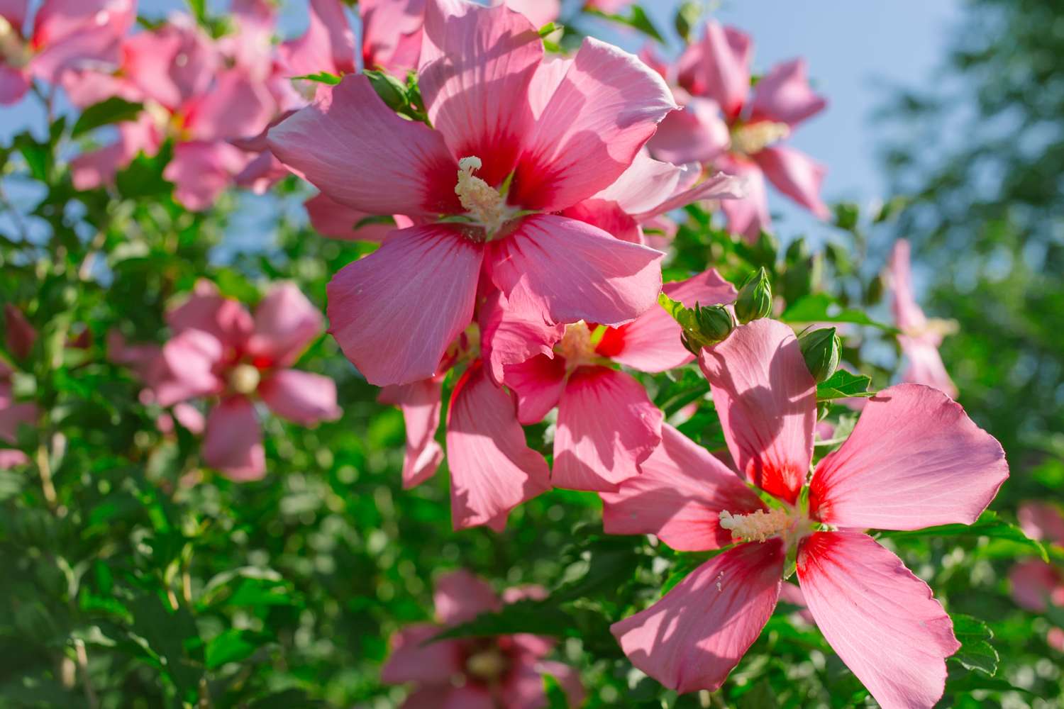 A cluster of hibiscus flowers in bloom on branches with green foliage and a clear sky visible in the background