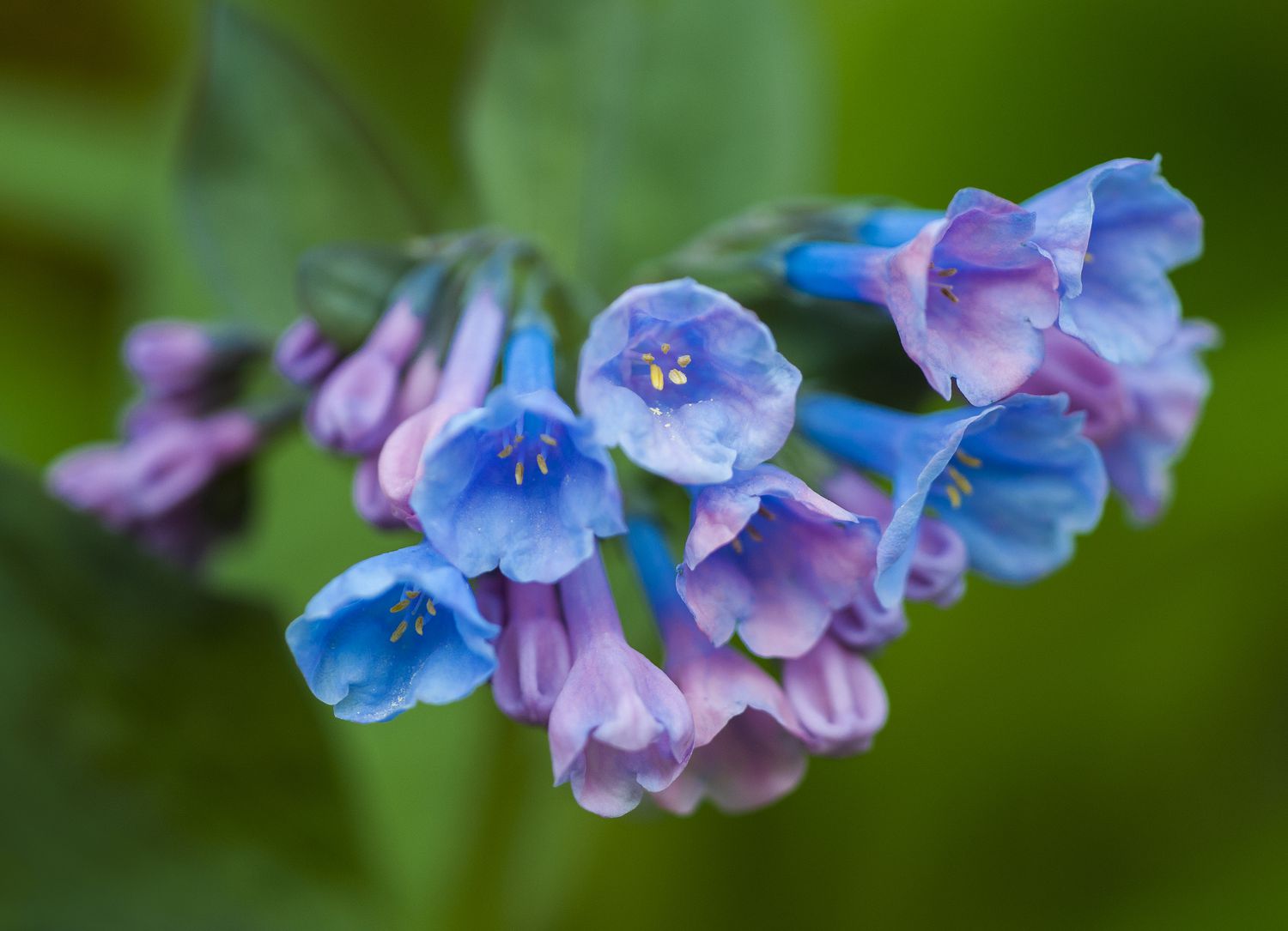 Virginia Bluebells