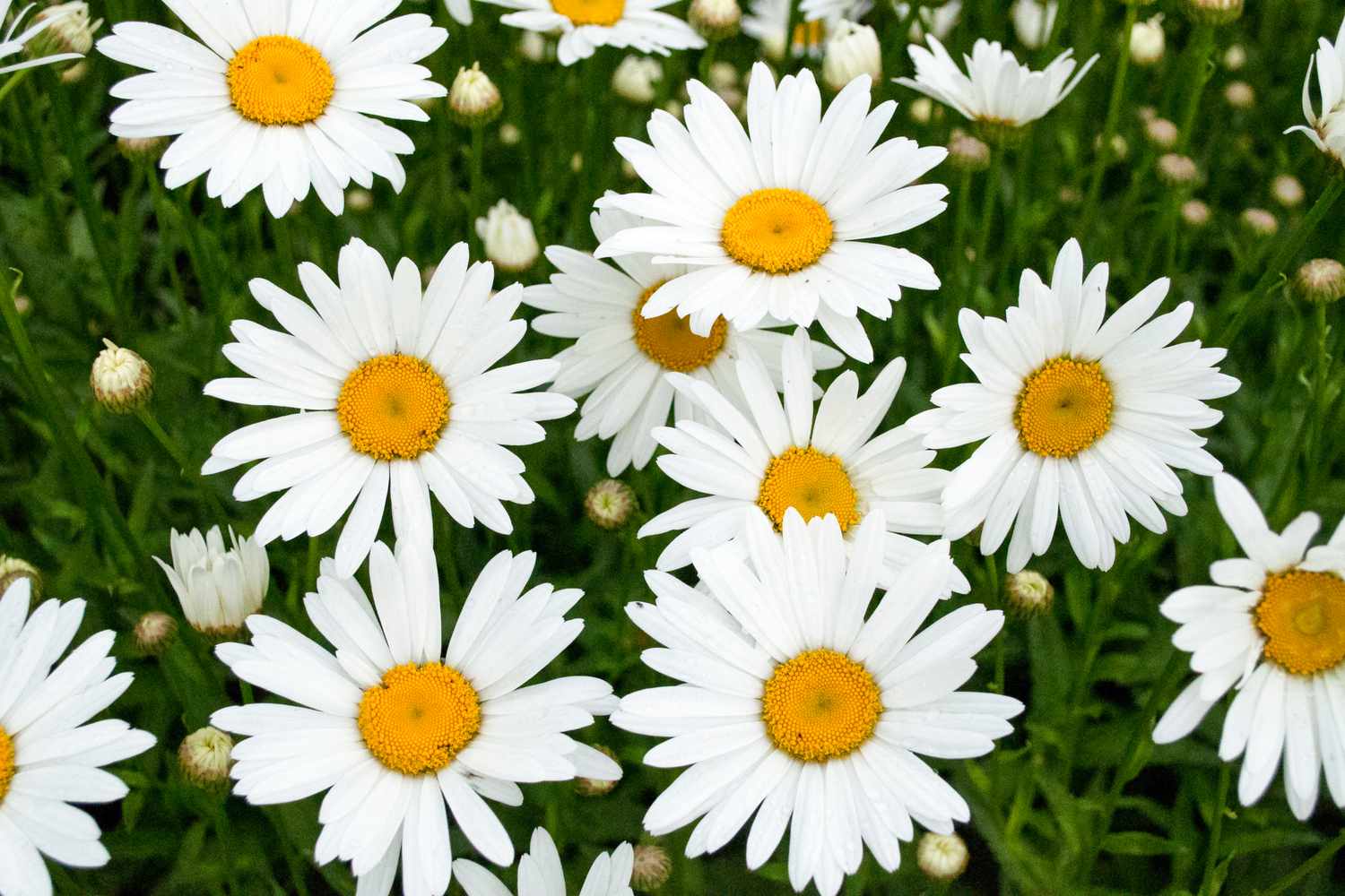 Shasta Daisy