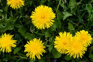 Dandelions growing among grass
