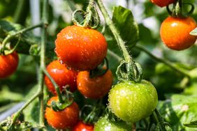 Tomato plants with ripe and unripe fruit covered in water droplets