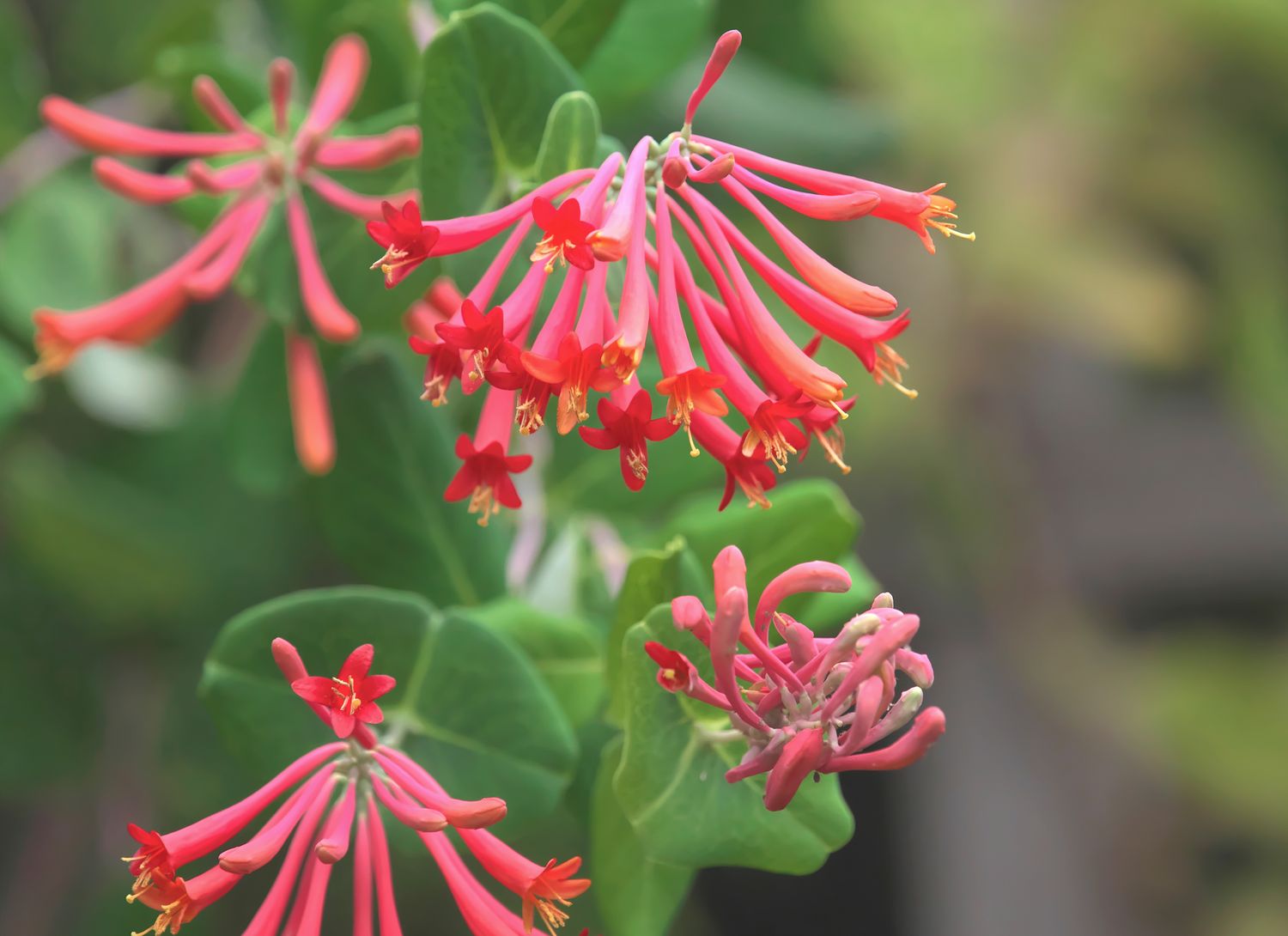 bright blooms of coral honeysuckle