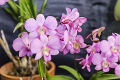 Orchid flowers in bloom in a pot showcasing their vivid forms and grouped clusters