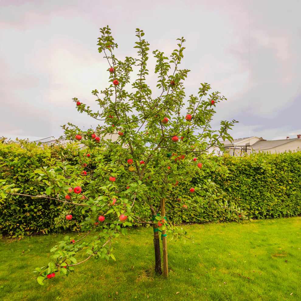 Honeycrisp apple tree. 