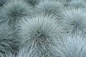 Blue fescue