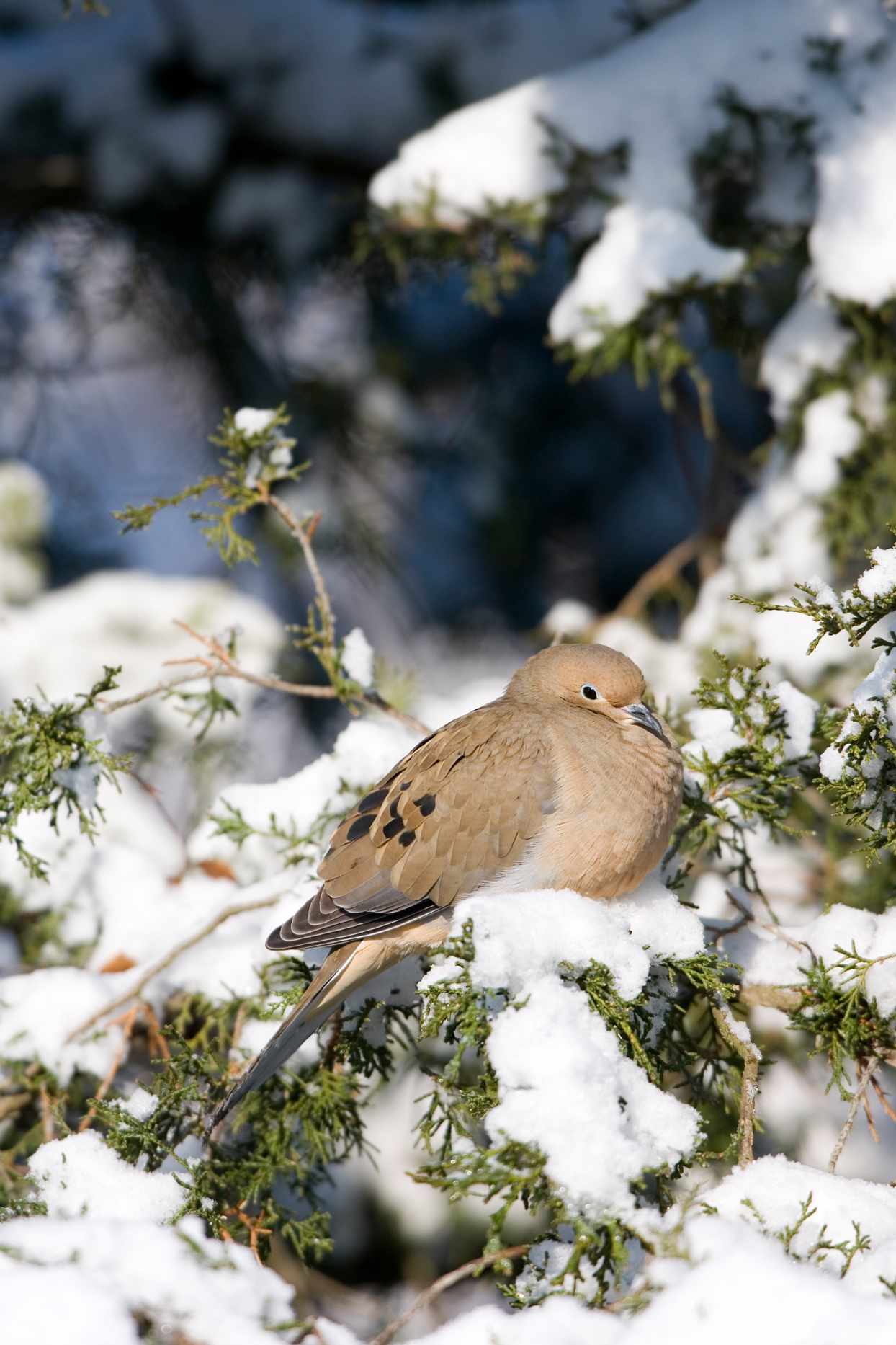 mourning dove bird