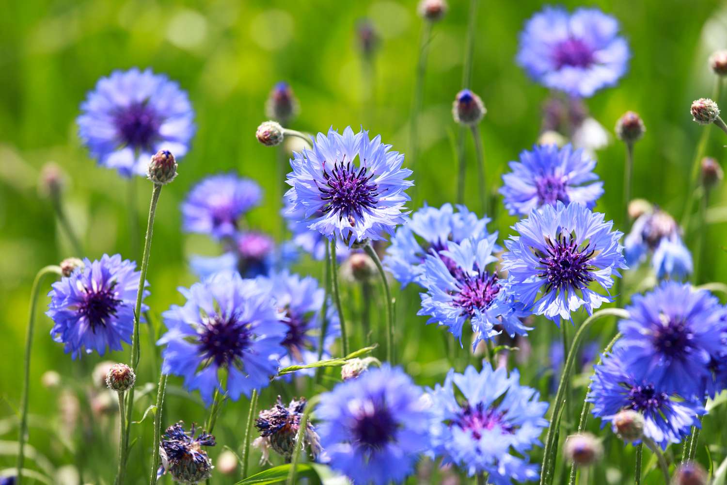 Cornflower