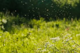 Flies outside