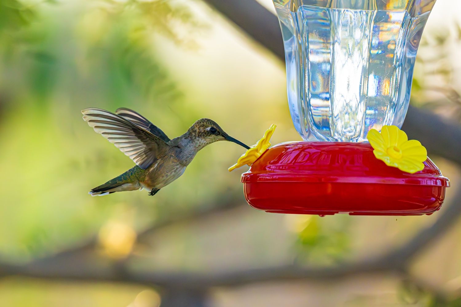 A hummingbird feeding at a red feeder with yellow flowers