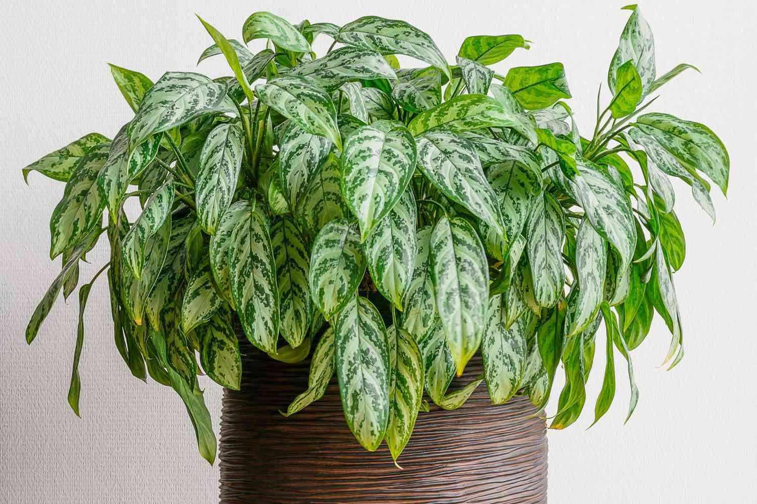 Chinese evergreen plant