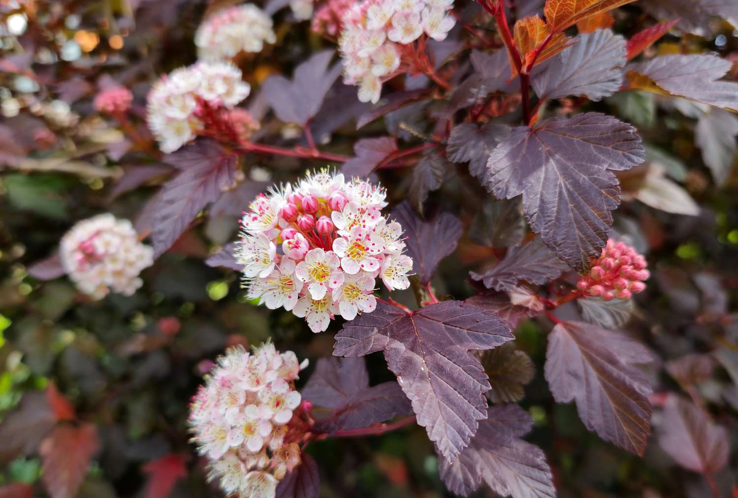 Clusters of small flowers on a ninebark plant with dark leaves